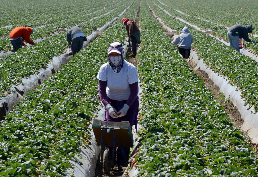 National Farm Workers Association The Woodstock Whisperer Jim Shelley